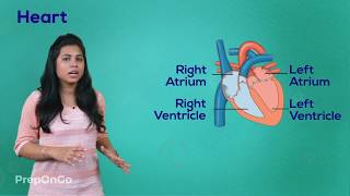 Life Process  11  Blood Circulatory System  Working of Heart  CBSE Class 10 [upl. by Repsag]