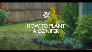 How to Plant a Conifer [upl. by Jolynn552]