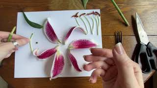 Flower Dissection with Emily [upl. by Hoj576]