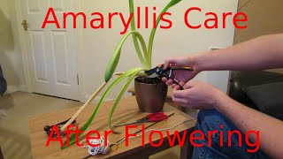 Amaryllis Care After Flowering [upl. by Aneeras]