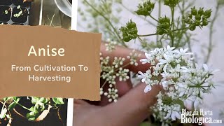 Anise Pimpinella anisum  From Cultivation To Harvesting [upl. by Agnesse]