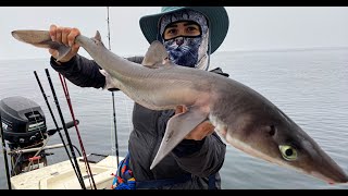 MUST TRY SHARK RECIPE Catch and Cook Spiny Dogfish [upl. by Matthei858]