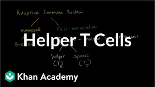 Helper T cells  Immune system physiology  NCLEXRN  Khan Academy [upl. by Netty]