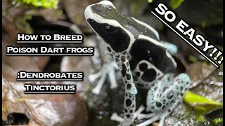 How To Breed Poison Dart Frogs Dendrobates Tinctorius [upl. by Abagail201]