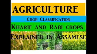 Agriculture কৃষি বিজ্ঞান Kharif and Rabi crops  Assamese  ADOAPSC [upl. by Veal]