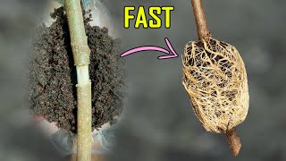 AIR LAYERING RESULTS – QUICKEST METHOD OF CLASSIC AIR LAYERING TO PROPAGATE PLANTS [upl. by Barbara]