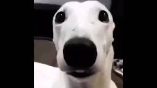 White dog shivering meme 1 HOUR [upl. by Oidiple]