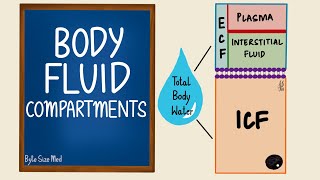 Body Fluid Compartments  ICF  ECF  General Physiology [upl. by Oinimreh497]