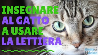 COME INSEGNARE AL GATTO A USARE LA LETTIERA [upl. by Gibert897]