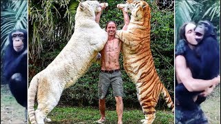 REAL TARZAN RAISED WITH TIGERS KODY ANTLE [upl. by Carvey]