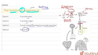 The function of suspensor is [upl. by Nallid]