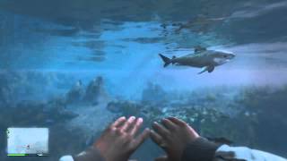 GTA 5 Eaten by a shark first person [upl. by Arjan]