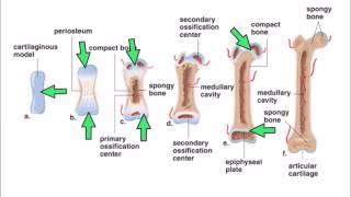 6 Ossification [upl. by Randie430]