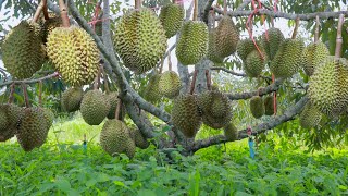 How to Grow Durian Tree After Grafted  Durian Tree Cultivation Technique to Fast Harvest [upl. by Adnol615]