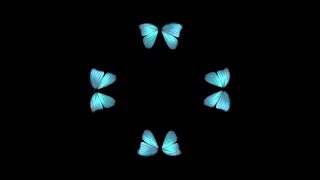 Butterfly Hologram Video HD [upl. by Aynod17]