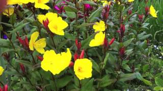 Gillenia trifoliata and Oenothera Summer Sun [upl. by Eecram]