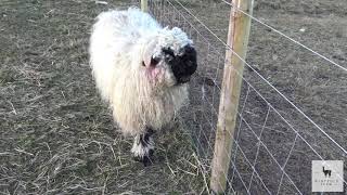 Valais Blacknose Sheep  Windfold Farm  006 [upl. by Jillian]