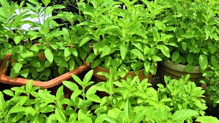 How to grow Holy Basil Tulsi from seed [upl. by Godfree]