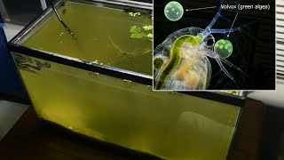 Raising Daphnia for the Freshwater Aquarium [upl. by Urd]