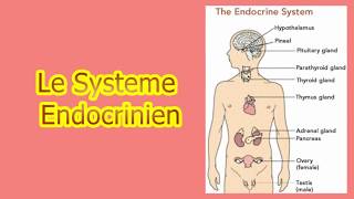 le système endocrinien [upl. by Joyann]