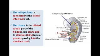 Introduction to Development of GUT Tube  Dr Ahmed Farid [upl. by Anoek71]