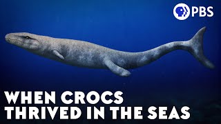 When Crocs Thrived in the Seas [upl. by Huppert]