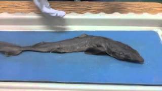 Dogfish Shark Dissection [upl. by Ahsiekam455]