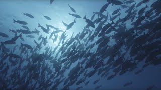 Ocean Surface 10 Hours of Relaxing Oceanscapes  BBC Earth [upl. by Gordan]