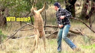 Ozzy Man Reviews Man Punches Kangaroo [upl. by Kristianson]