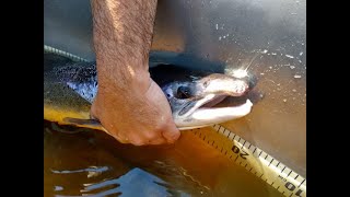 What’s New in the Penobscot River with Danielle Frechette fish biologist [upl. by Magavern534]