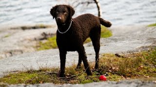 Curly Coated Retriever [upl. by Oirevlis]