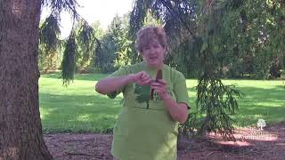 How to identify spruce trees Picea spp [upl. by Nneb]