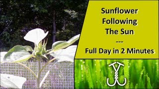 Time Lapse Sunflower Following The Sun  PhototropismHeliotropism [upl. by Stalk]