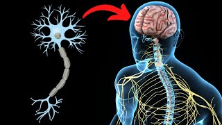 El SISTEMA NERVIOSO CENTRAL explicado partes y funcionamiento🧠 [upl. by Richlad]