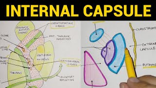 Internal Capsule  1  Parts amp Relations [upl. by Atirehs]