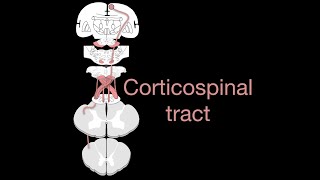 Corticospinal tract [upl. by Lad475]