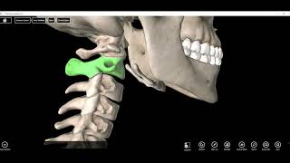 Atlas C1 and Axis C2 Vertebrae [upl. by Aydan]