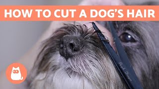 How to Cut a Dogs Hair 🐶 BASIC GROOMING Tutorial [upl. by Eatnhoj]