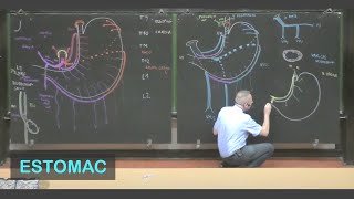 Anatomie de lestomac Abdomen 1 [upl. by Lovash818]