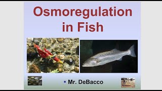 Osmoregulation in Fish [upl. by Aikmat605]