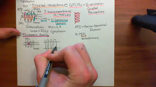 The Wnt  BetaCatenin Pathway Part 1 [upl. by Mccurdy]