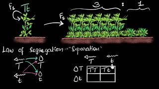 Dominance amp segregation laws  Heredity amp Evolution  Biology  Khan Academy [upl. by Delcine]