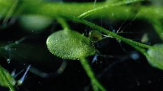 Carnivorous Bladderwort Fastest Plant in the World [upl. by Eenad]