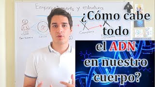 Empaquetamiento y estructura del ADN EN 5 MINUTOS [upl. by Nahtanod]