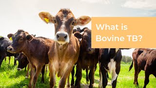 What is Bovine TB [upl. by Lowery]