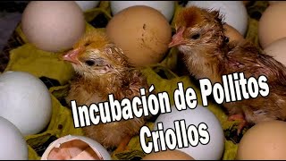 INCUBACIÓN Y CRIA DE POLLITOS CRIOLLOS [upl. by Alejandro]