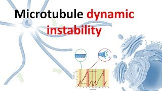 Dynamic instability of microtubule [upl. by Eedia]