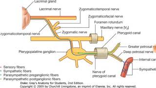 Pterygopalatine ganglion explained clearly [upl. by Pendleton734]