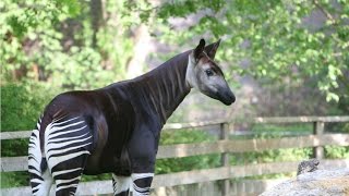 Amazing Facts About The Okapi [upl. by Lenno]