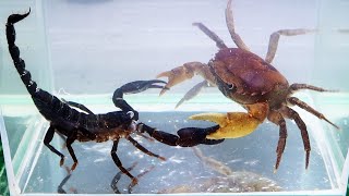 Crab vs Scorpion Underwater  Caranguejo vs Escorpião [upl. by Dett370]